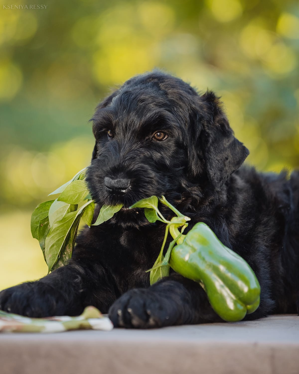 фотоальбом Деликато Бестиа Люби обнимай 